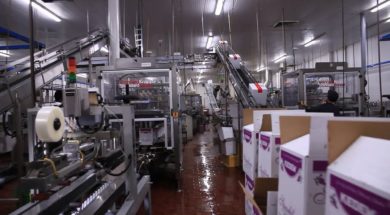 PESACH SPECIAL!! A Rare Inside Look Into the Kedem Winery